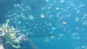 Aquarium in the Ocean area of the Burger's ZOO