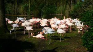 Flamingos in the Park area of the Burger's ZOO