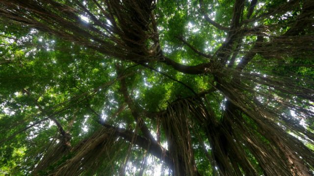 Huge trees in Ubud Sacred Monkey Forest, Bali indonesia 