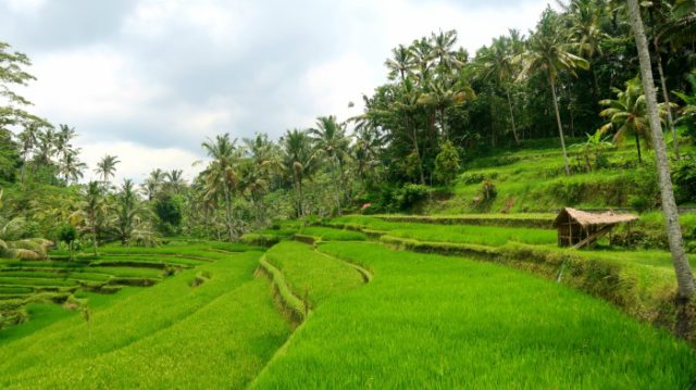 Rice terraces at the entrance of Gunung Kawi temple in central Bali 