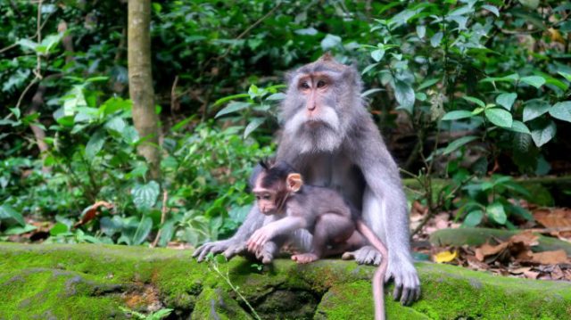 Ubud Monkey forest