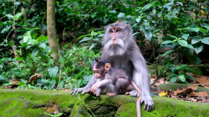 Cute monkeys in Ubud Sacred Monkey Forest in Central Bali indonesia 