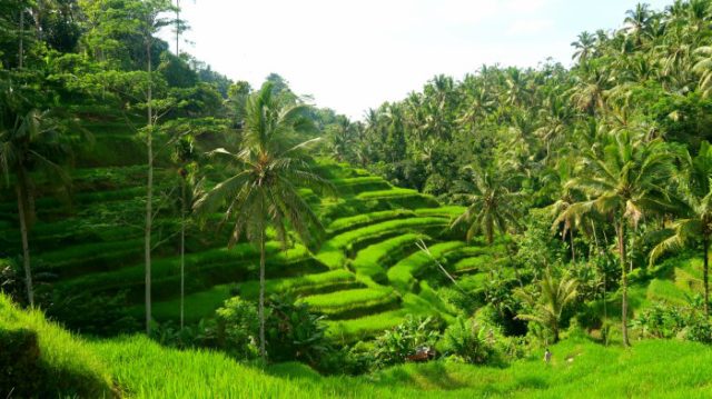Green rice terraces and tall palm trees in Bali 