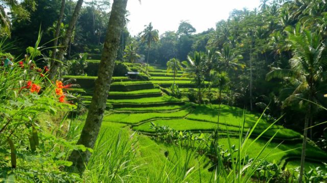 bright green rice terraces and orange flowers in Ubud area in central Bali 