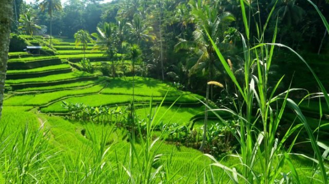 bright green rice terraces in Ubud area in central Bali 