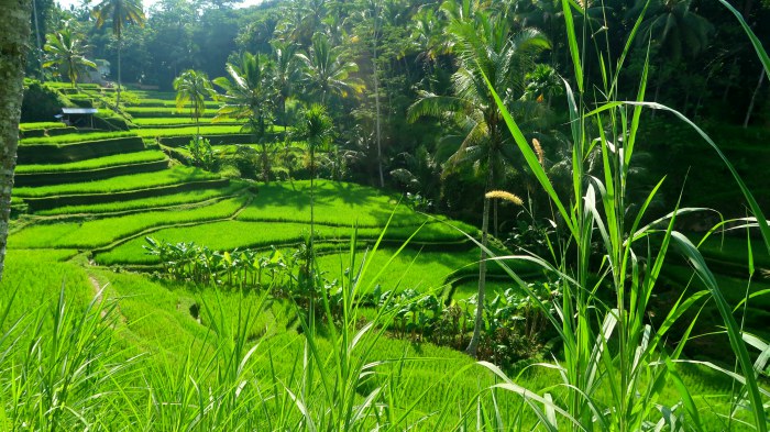 bright green rice terraces in Ubud area in central Bali indonesia 