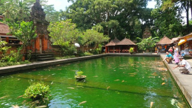 Big green water pool and big orange fish in Tirta Empul temple, Bali