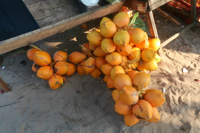 orange king coconuts native to sri lanka 