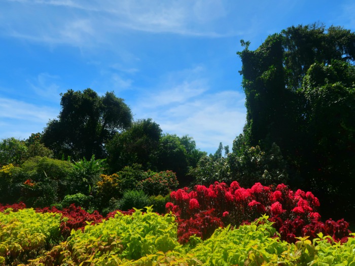 Colourful plants in the royal botanical garden in Kandy in Sri Lanka 