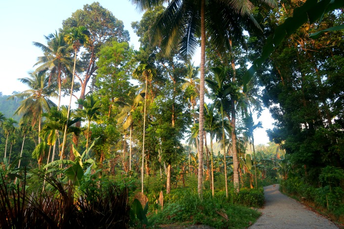 tall palm trees and the local road in the jungle in kitulgala in sri lanka 