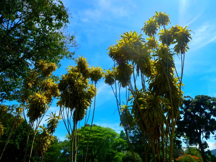 Plants in the botanical garden in Kandy in Sri Lanka 