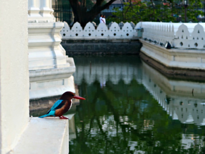 a blue bird sitting at the entrance of the tooth temple in kandy in sri lanka 