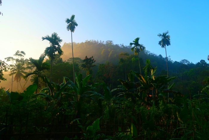 sunrise in the jungle in kitulgala in sri lanka