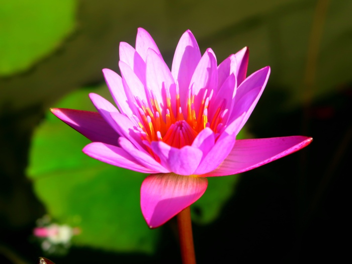 a pink lotus flower in Sri Lanka 