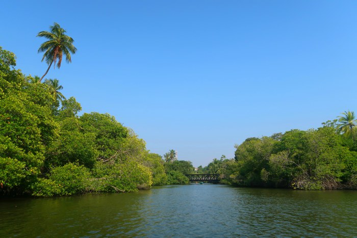 green Madu river in the jungle of southern sri lanka