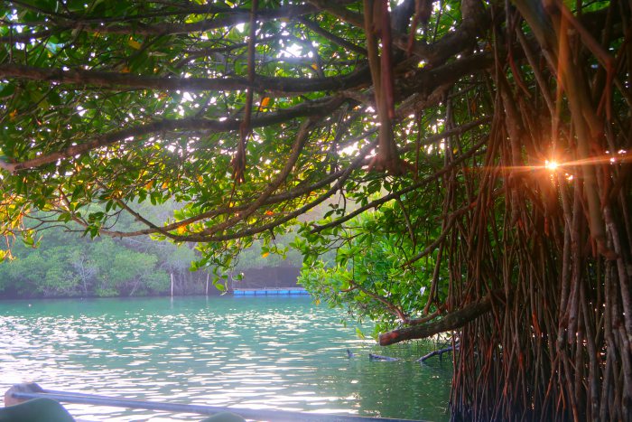 the sun shining through the branches of the mangrove trees and the madu river in sri lanka 