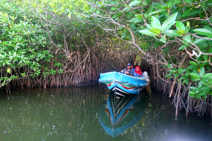 wild mangrove trees growing in the Madu river in Sri lanka 