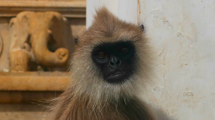 A closeup of a gray langur monkey face in Ruwanvelisaya stupa in Anuradhapura in Sri Lanka 