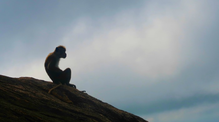 a silhouette of a monkey sitting on a mountain on a foggy morning in Mihintale in Sri Lanka 