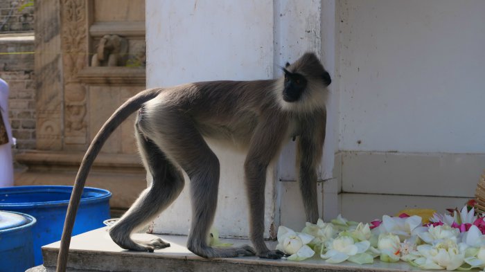 A gray langur monkey on the altar in Ruwanvelisaya stupa in Anuradhapura in Sri Lanka 
