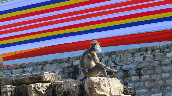 A monkey sitting on the wall of Ruwanvelisaya stupa in Anuradhapura in Sri Lanka 