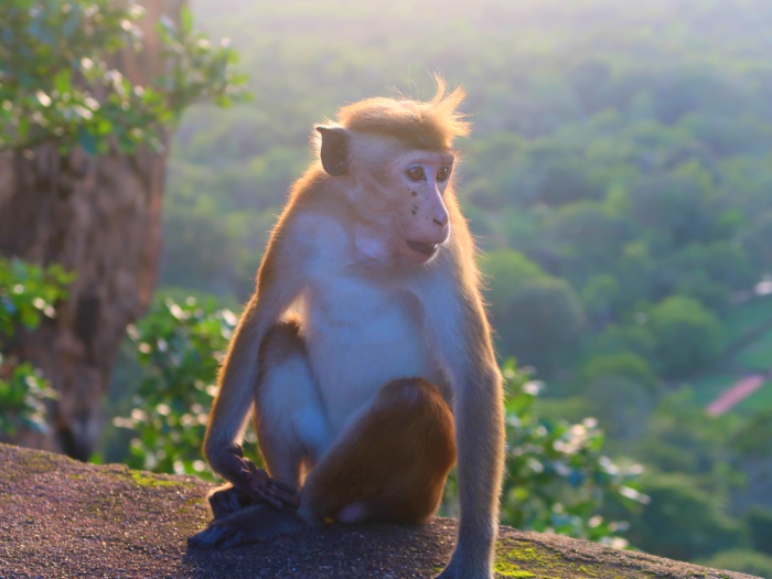 A closeup of macaque monkey in the sunset light on Sigiriya fortress in Sri Lanka 
