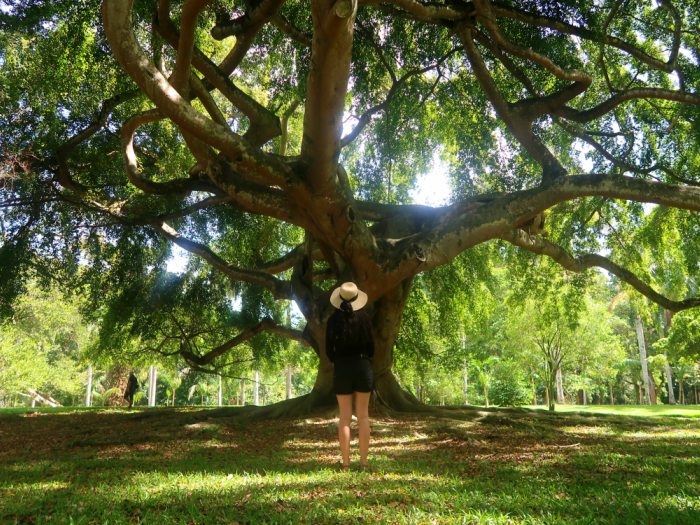 a girl with a hat looking at the huge old tree in Kandy botanical gardens in Sri Lanka 