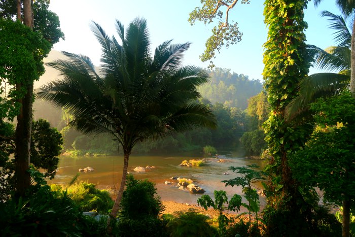 a palm tree and kelani river in the morning light 