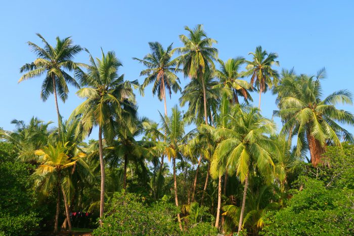 beautiful tall palm trees on the banks of madu river in sri lanka 