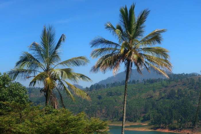 palm trees and the lake in maskeliya n central sri lanka 
