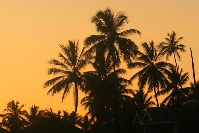 orange sunset sky and palm tree silhouettes in unawatuna sri lanka 