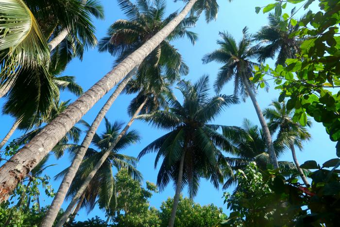 tall palm trees and blue skies in unawatuna sri lanka 