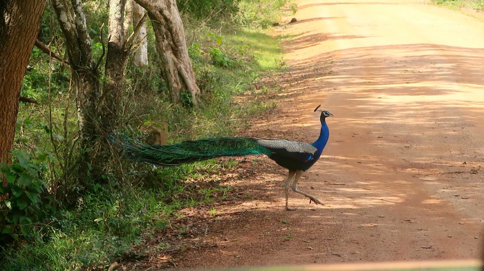 peacock crossing the road in Wilpattu national park safari in Sri Lanka 
