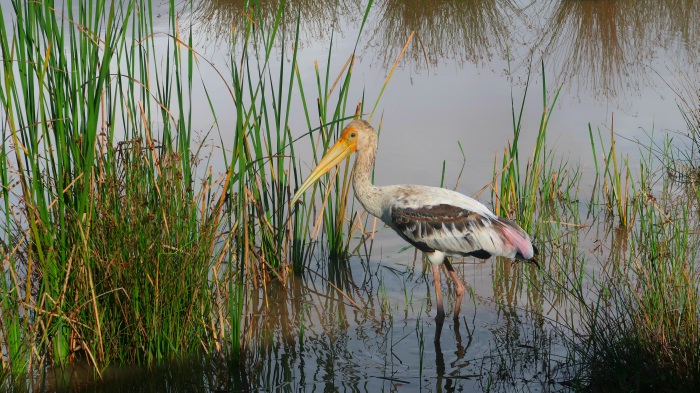 a stork standing in a lake in Wilpattu national park safari in Sri Lanka