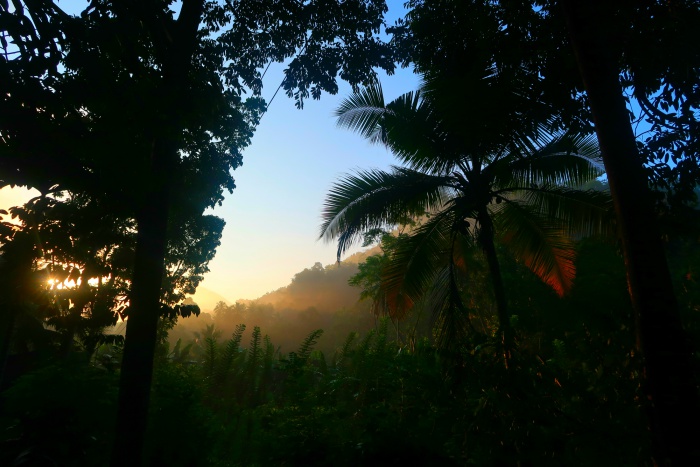 sunrise in the jungle in sri lanka 