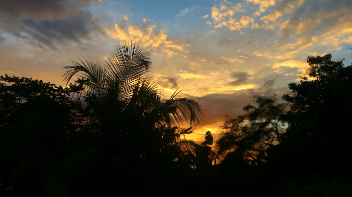 sunset sky and palm trees in Wilpattu national park safari in Sri Lanka 