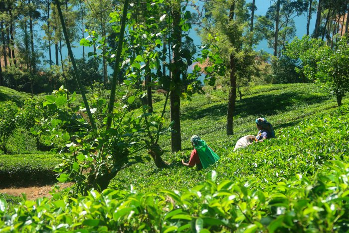 tea pluckers plucking the tea bushes on plantations in central highlands of sri lanka 