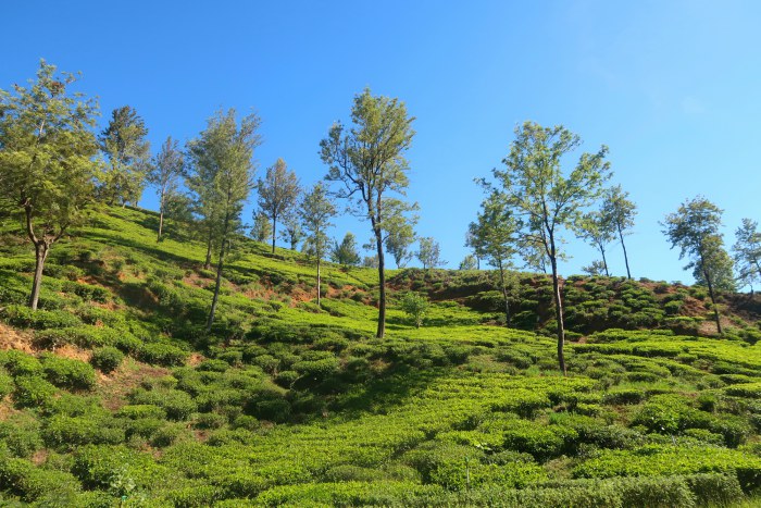 tea bushes and plantations in central highlands of sri lanka 