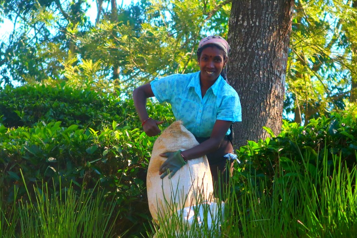 a smiling sri lankan tamil woman plucking the tea in tea plantages in central sri lanka 