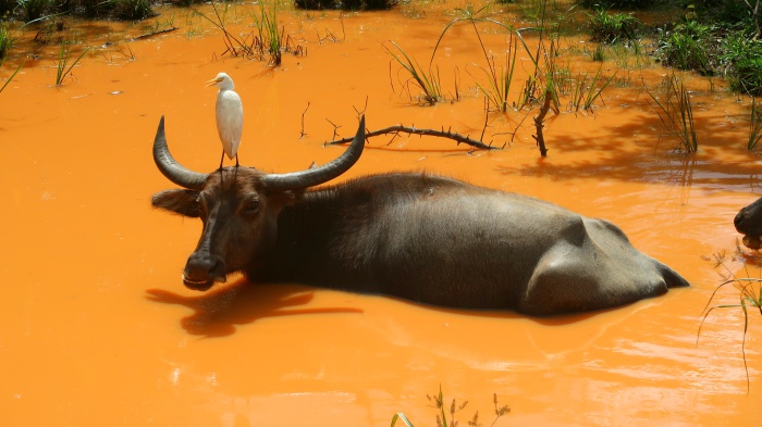 A buffalo and a stork in a huge muddy orange lake in Wilpattu safari national park Sri Lanka 