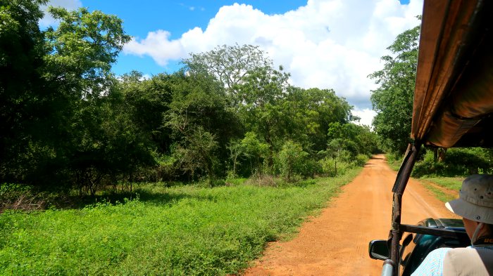 Driving with a jeep through the jungle in the Wilpattu national park safari in Sri Lanka