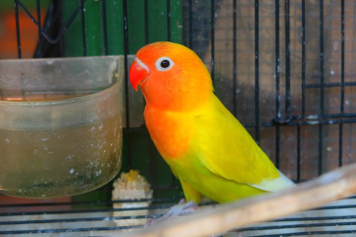 yellow and orange cute parrot bird in java indonesia 