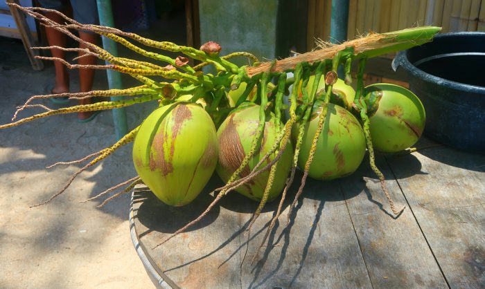 big green coconuts in gili trawangan indonesia