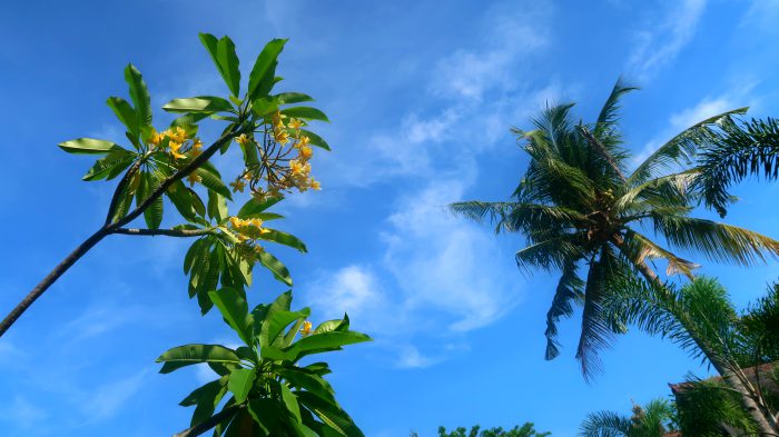 frangipani plumeria flowers and a tall palm tree in gili trawangan indonesia 