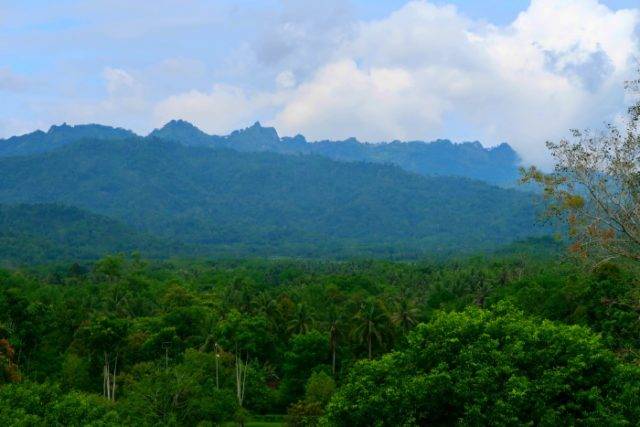 lush green jungle in java indonesia 