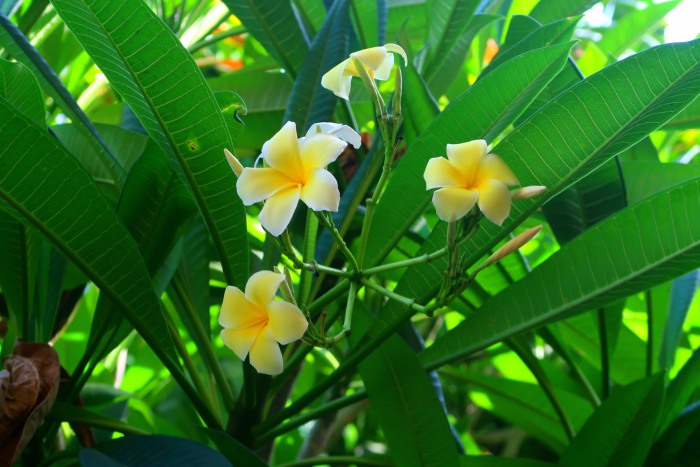 frangipani or plumeria flowers in bali indonesia 
