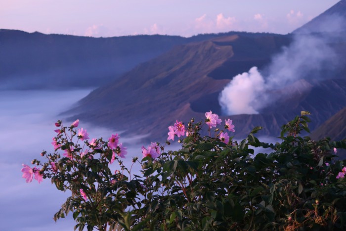 five craters of volcanoes in bromo tengger semeru national park in java indonesia in pastel sunrise light and pink flowers 