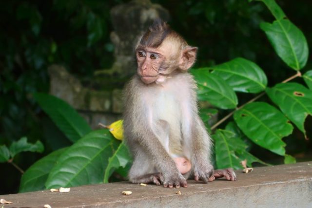 Alas Kedaton Monkey Forest Bali 