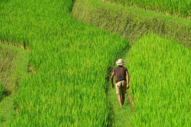 Rice terraces in Gunung Kawi Bali and a farmer - worker 