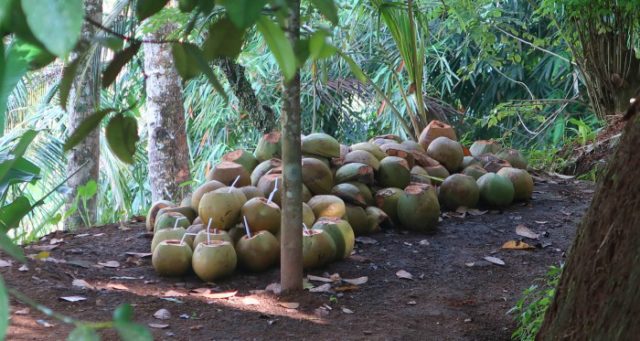 Coconuts pile and palm trees 